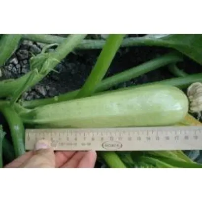 ОПАЛ F1 / OPAL F1