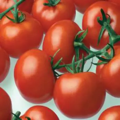 Цедрико РЦ F1 / Cedrico RZ F1