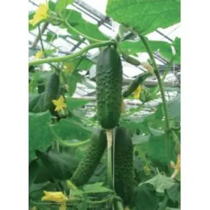 Гравина РЦ F1 / Gravina RZ F1