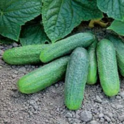 Гармония РЦ F1 / Harmonie RZ F1