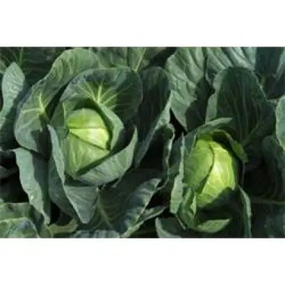 Тафма РЦ F1 / Toughma RZ F1