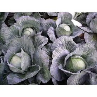 Селма РЦ F1 / Selma RZ F1