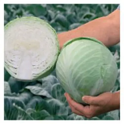 Анкома РЦ F1 / Ancoma RZ F1