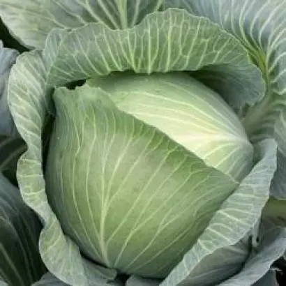 Муксума РЦ F1 / Mucsuma RZ F1