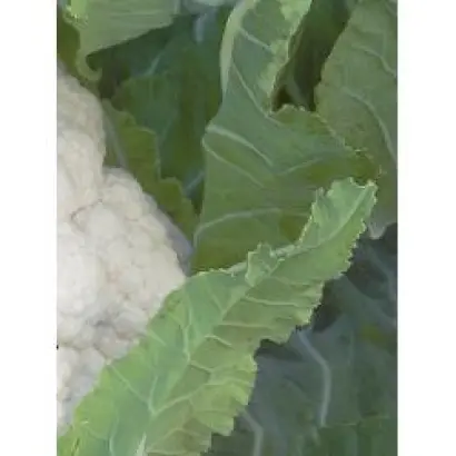 Сантамария РЦ F1 / Cantamaria RZ F1