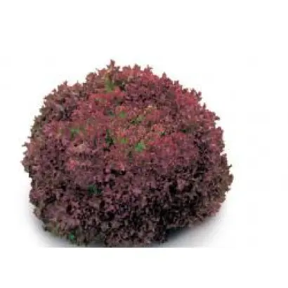 Констанц РЦ / Constance RZ