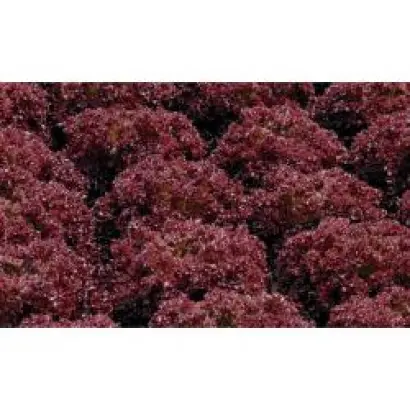 Кармези РЦ / Carmesi RZ