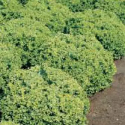 Локарно РЦ / Locarno RZ