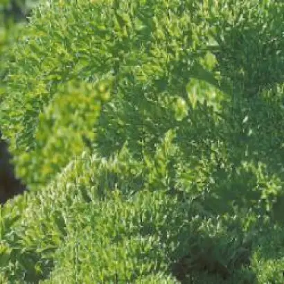 Рина РЦ / Rina RZ