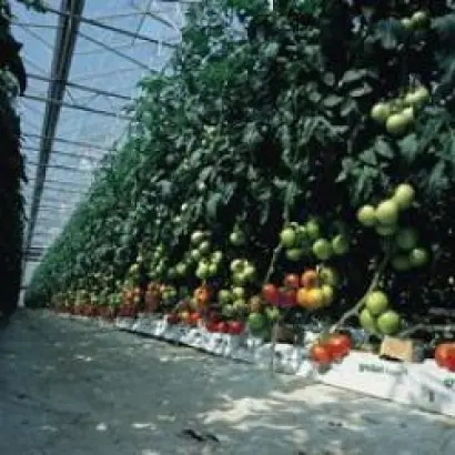 Раиса F1 / Raissa F1