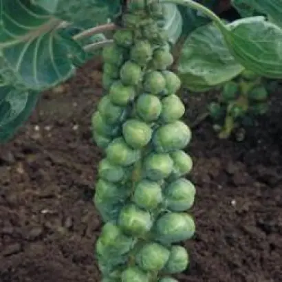 Абакус F1 / Abacus F1