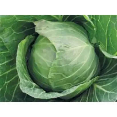 Кевин F1 / Kevin F1