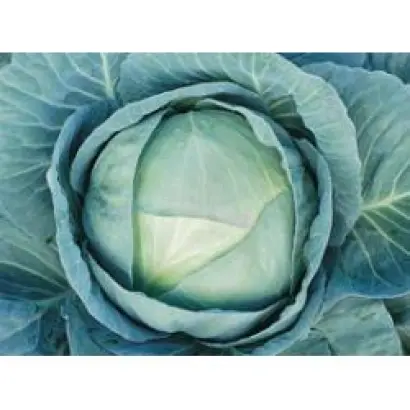 Агрессор F1 / Agressor F1