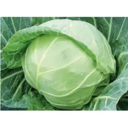 Миррор F1 / Mirror F1