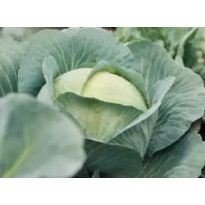 Адаптор F1 / Adaptor F1