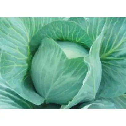 Блоктор F1 / Bloktor F1