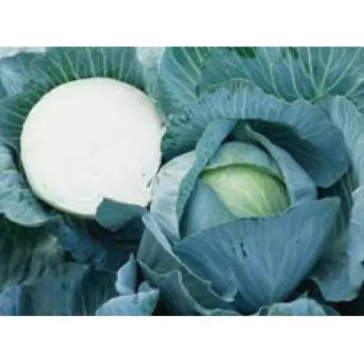 Килатон F1 / Kilaton F1