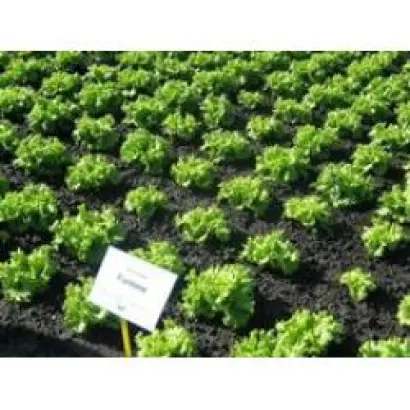 Фантайм F1 / Funtime F1