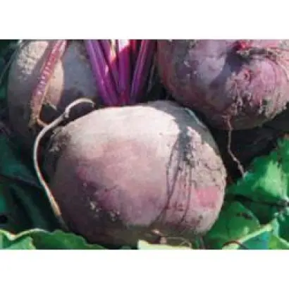 Болтарди / Boltardy