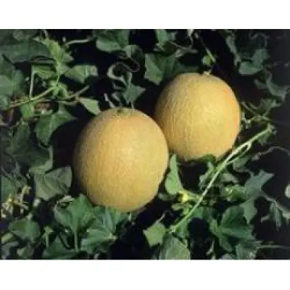 Примал F1 / Primal F1