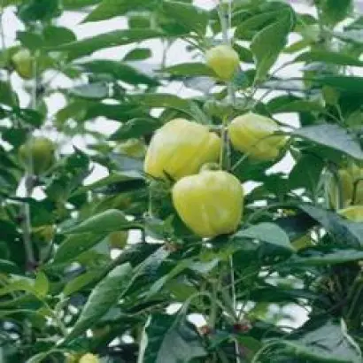 Блонди F1 / Blondy F1