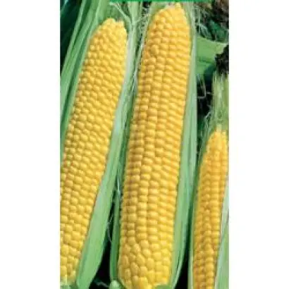 Бостон F1 / Boston F1