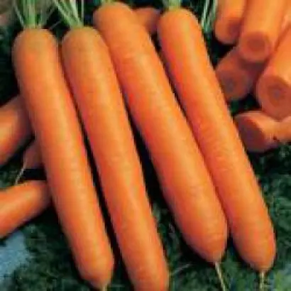 Нандрин F1 / Nandrin F1