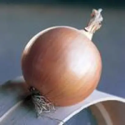 Дайтона F1 / Daytona F1