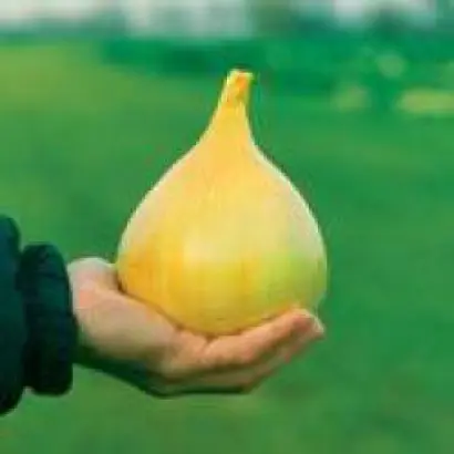 Эксибишен / Exhibition