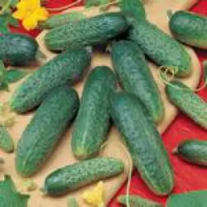 Астерикс F1 / Asterix F1