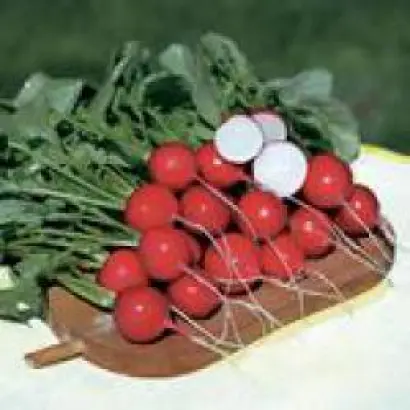 Рудольф / Rudolf