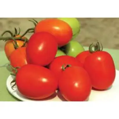 Бенито F1 / Benito F1