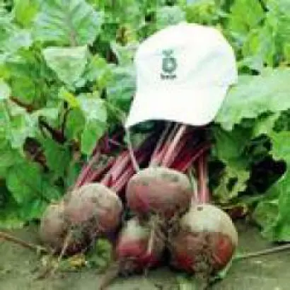 Ред Клауд F1