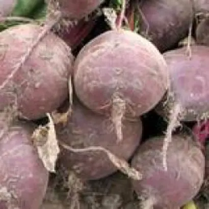 Бикорес / Bikores