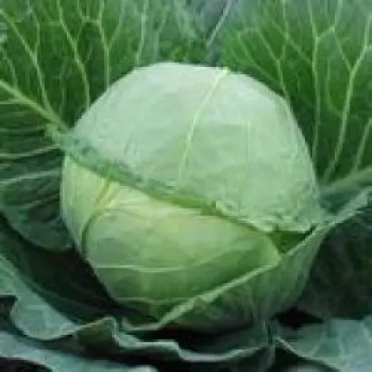 Парел F1 / Parel F1