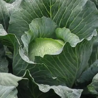 Бронко F1 / Bronco F1