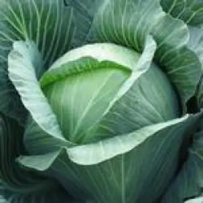 Харрикейн F1 / Hurricane F1