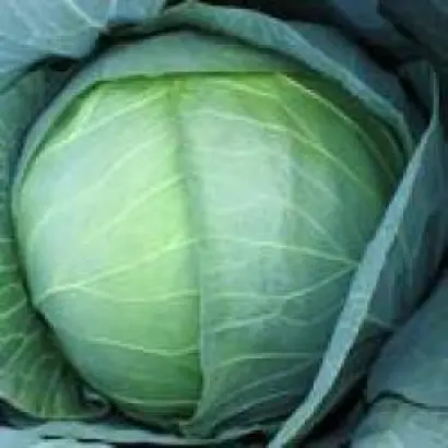 Мегатон F1 / Megaton F1