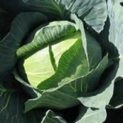 Крауткайзер F1