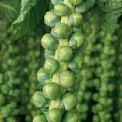 Диабло F1 / Diablo F1