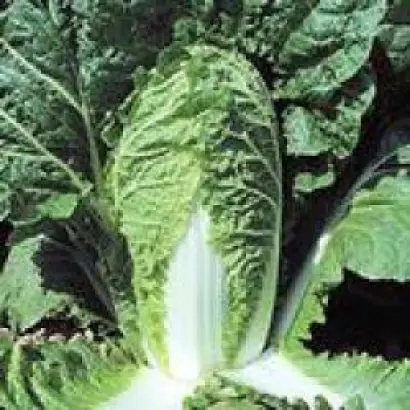 Билко F1 / Bilko F1