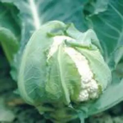 Гудман / Гудмен / Goodman