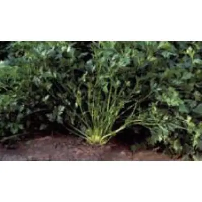 Риалто / Rialto