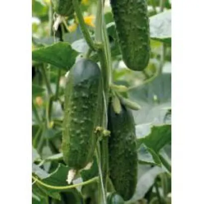 Эксельсиор F1 / Excelsior F1