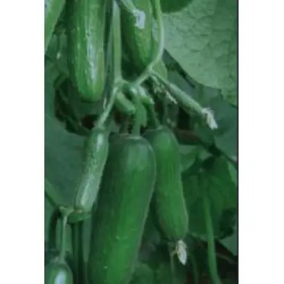 Пиколино F1 / Picolino F1