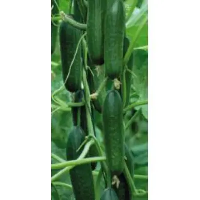 Мелен F1 / Melen F1