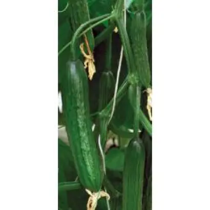 Тристан F1 / Tristan F1