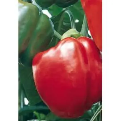 Маратос F1 / Maratos F1