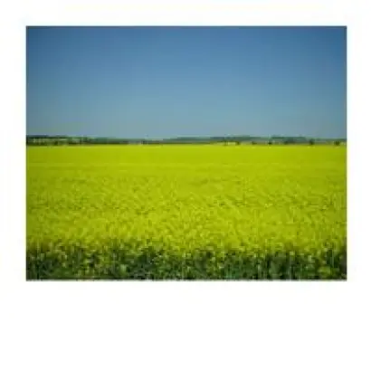 Аргумент Форте