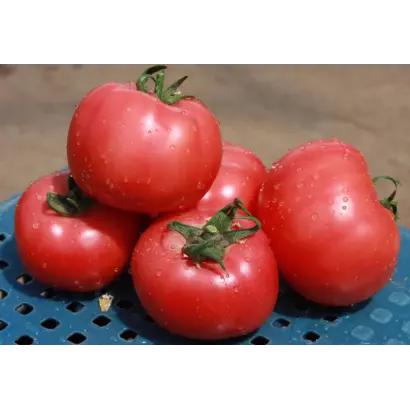 Грифон F1 / Gryphon F1